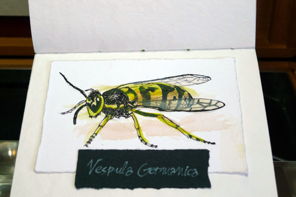 notas de entomólogo - libro de artista - entomologist notes - artist's book - paulo meconi