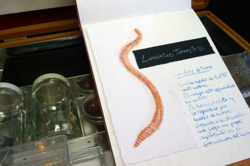 notas de entomólogo - libro de artista - entomologist notes - artist's book - paulo meconi