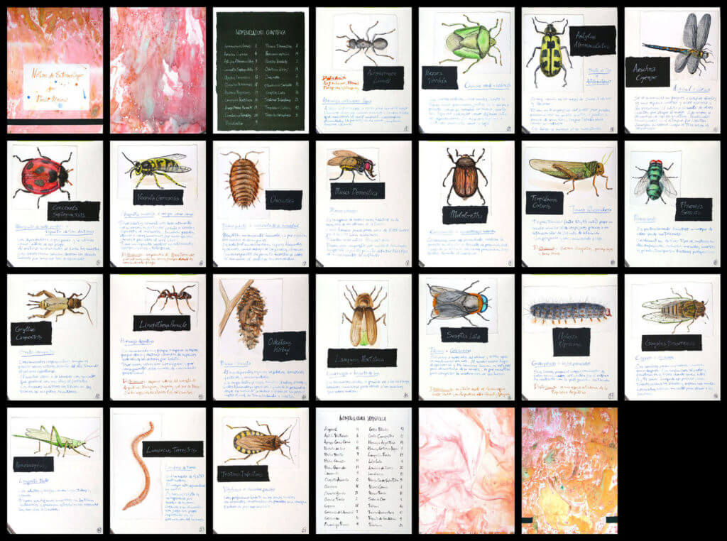 notas de entomólogo - libro de artista - entomologist notes - artist's book - paulo meconi